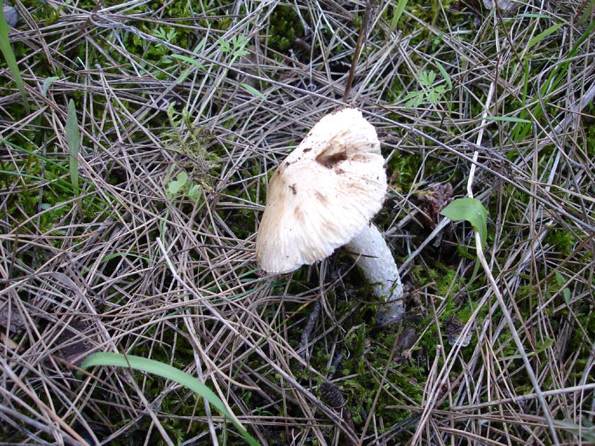 Foresta di Mercadante(Bari)